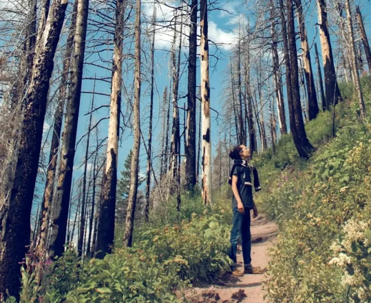 a forester surveying after fire damage